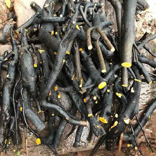 重庆市 金弹子血红果黑塔子微盆景熟练手桩葫芦果梨形果绿植盆栽