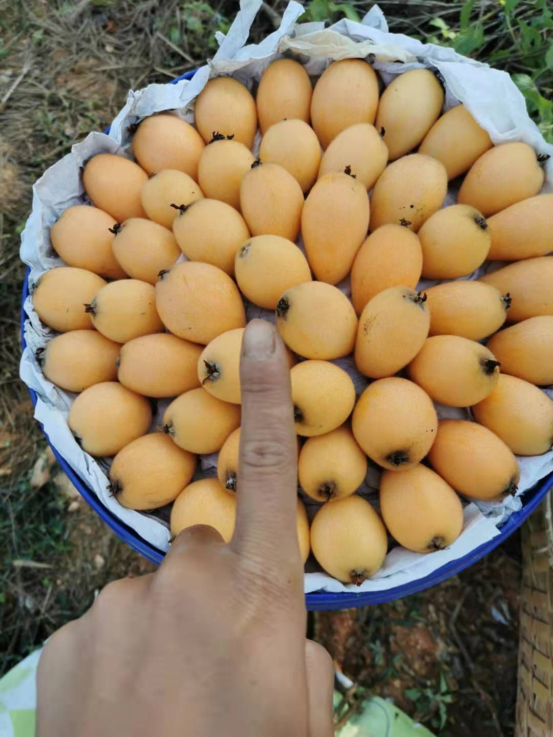  攀枝花米易枇杷一件代发