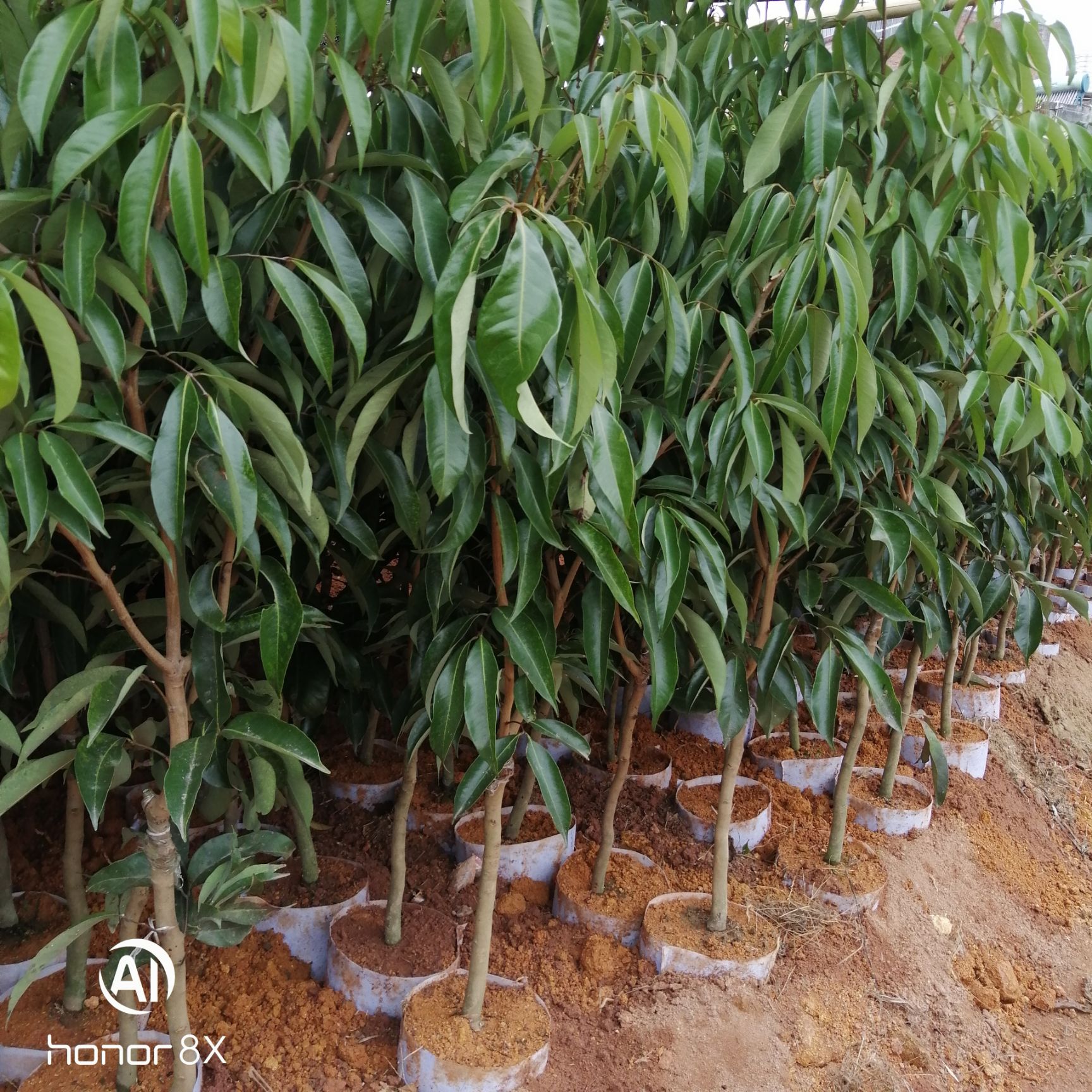 妃子笑荔枝苗 妃子笑，无核荔枝，桂味农户直销品种保证