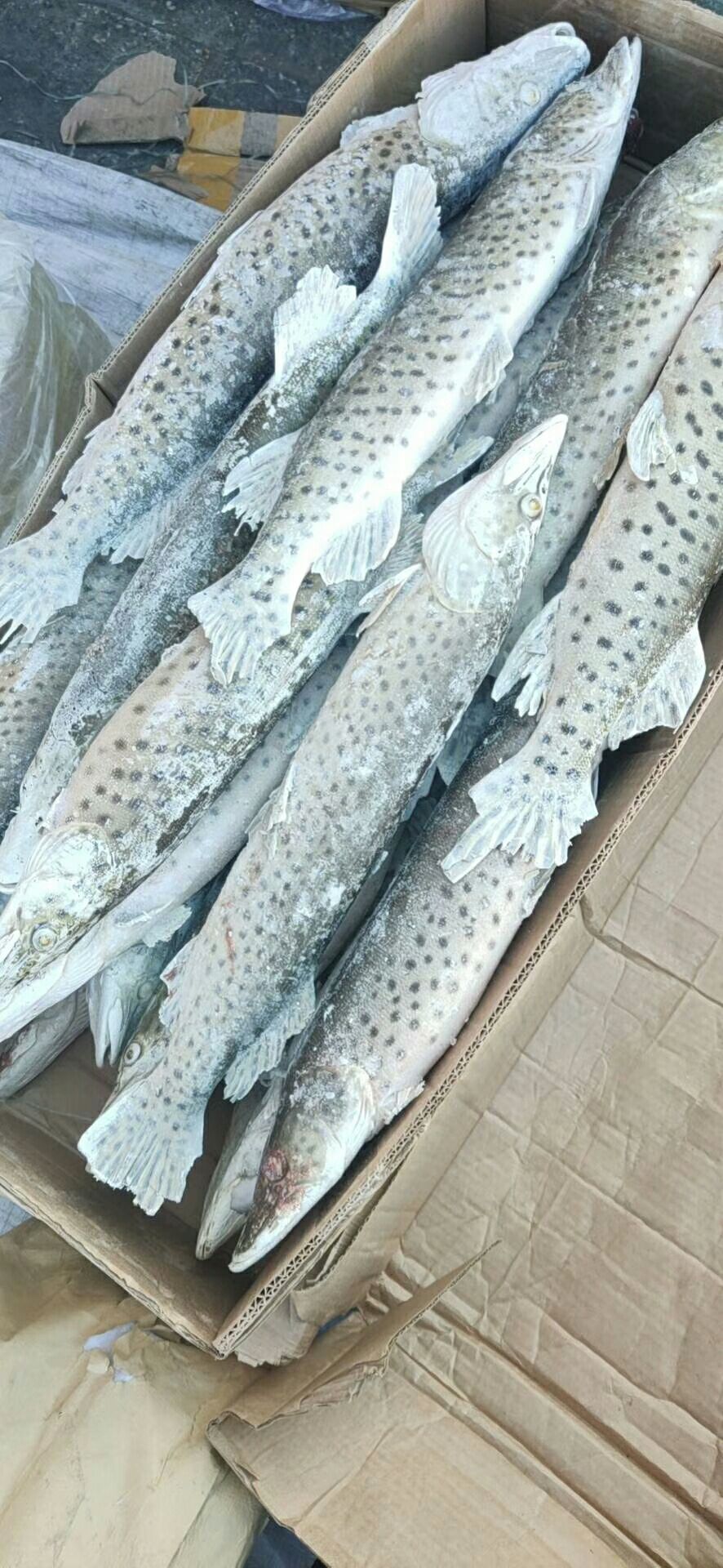 冷冻狗鱼 黑斑狗鱼，黑龙江冷水鱼，品质优良