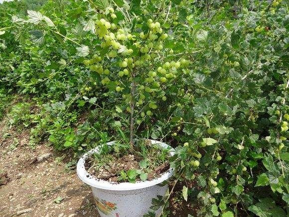 莱西市灯笼果苗 金玉灯笼果