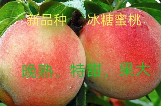 平邑县 桃树苗，晚熟品种冰糖蜜桃，果大脆甜，基地直销现挖现卖