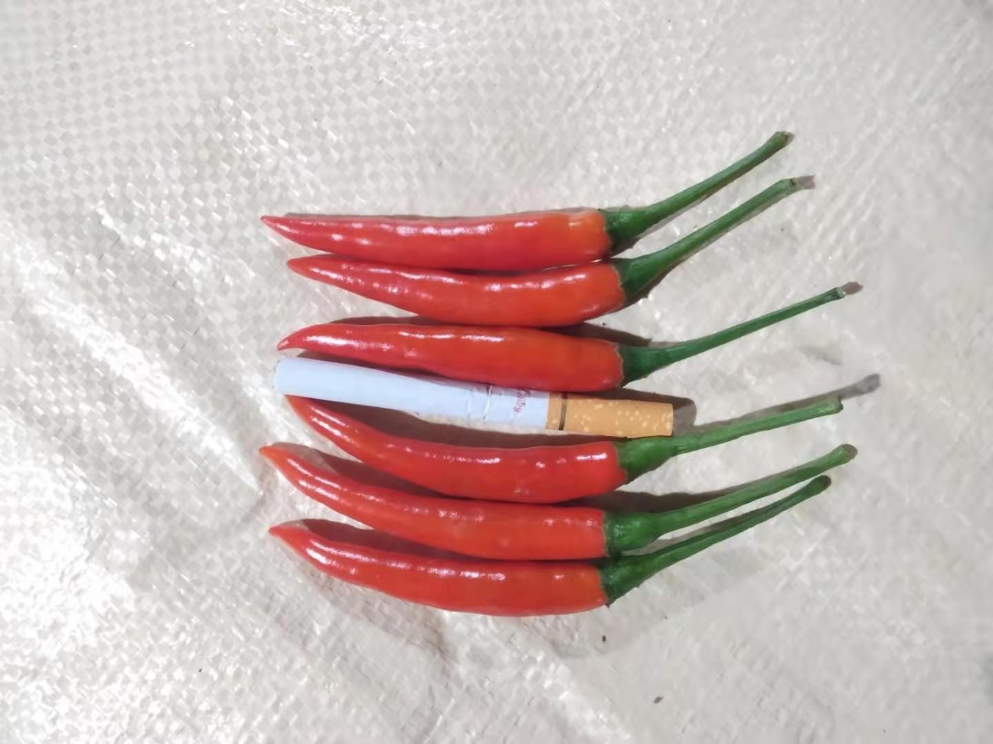 辣椒 缅甸小米辣大量上市，欢迎代办代购