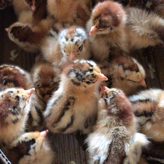 南宁 良凤花鸡苗