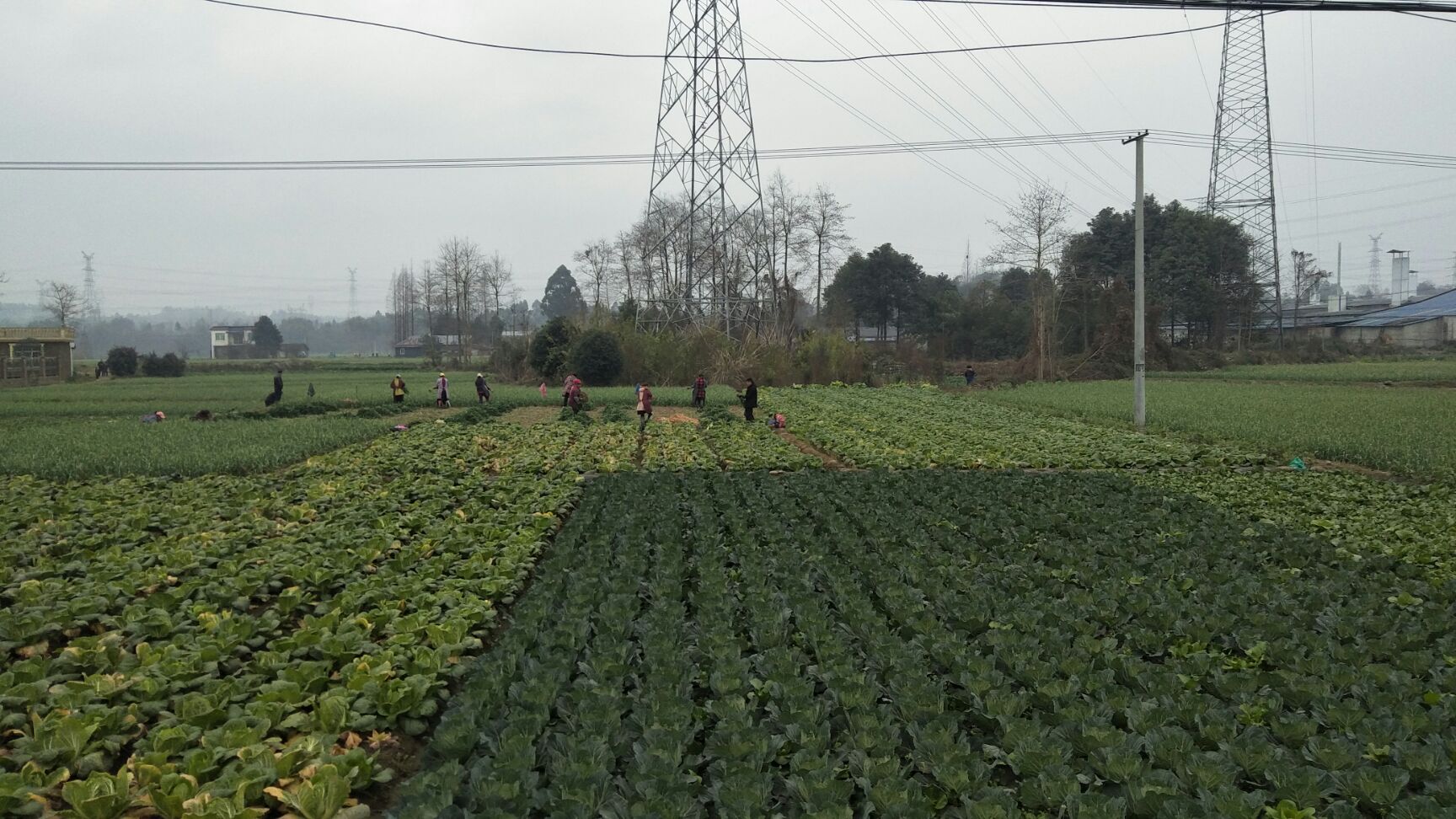 彭州大蒜红皮蒜苗批发