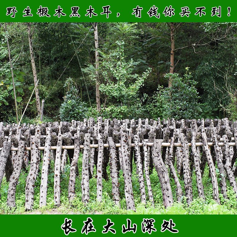 椴木黑木耳干货一斤泡12斤鲜货10斤包邮
