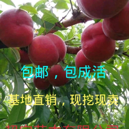 平邑县 桃树苗早熟新品种红酥脆桃基地直销现挖现卖