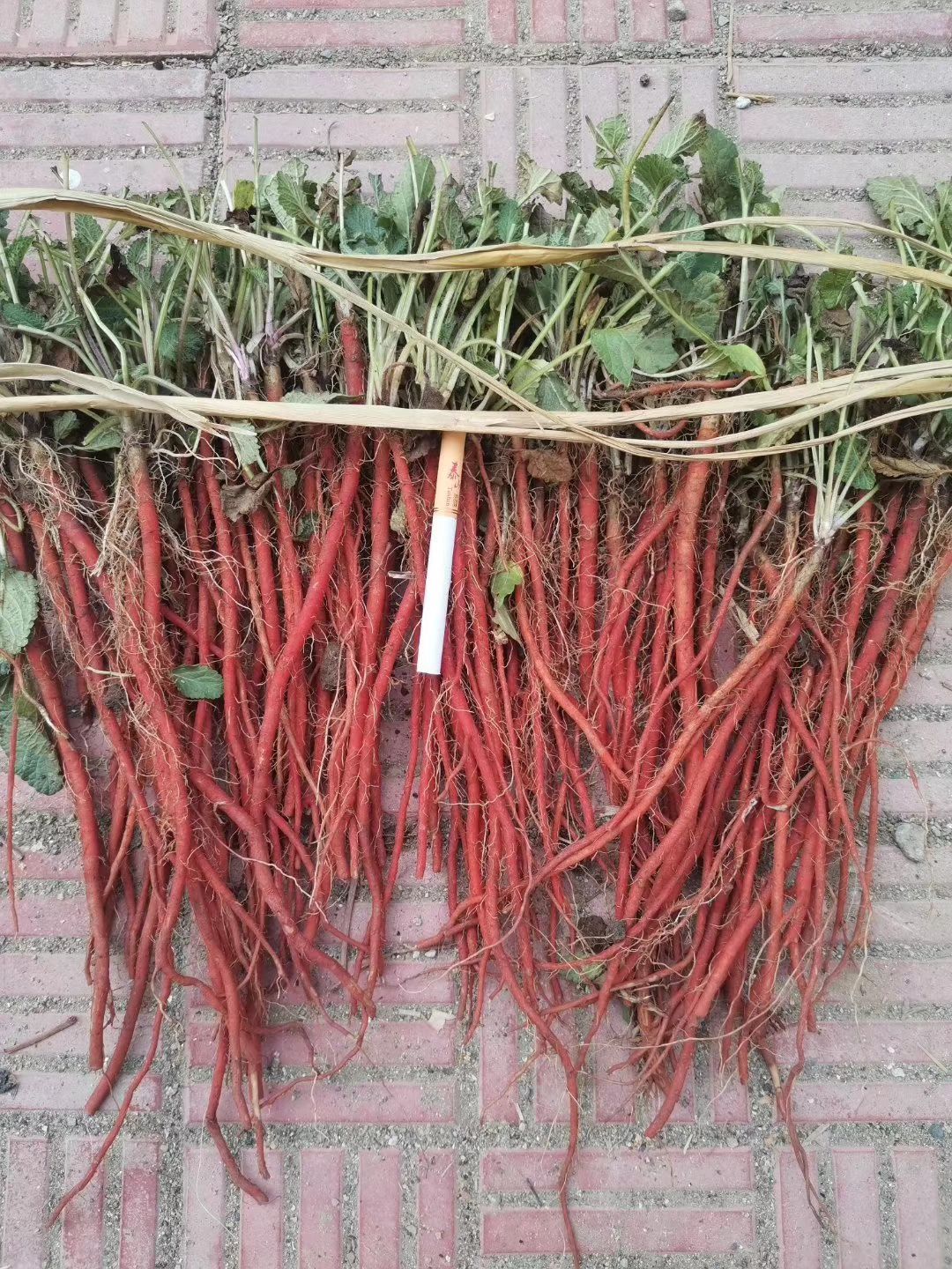 改良丹参种苗，