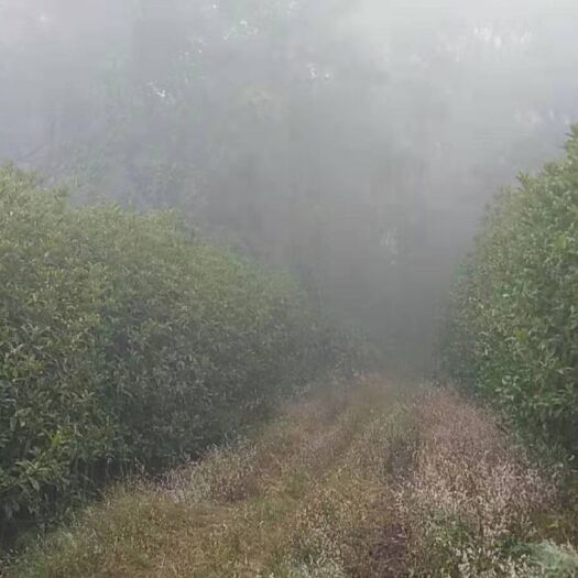 月月红桂 月月开花满园香