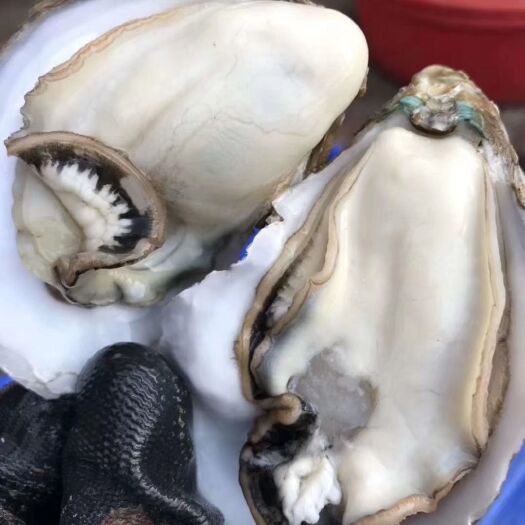 广州湛江牡蛎 过年备货来欢迎资询，湛江蚝，薄壳干净，中蚝和小蚝，欢迎下单