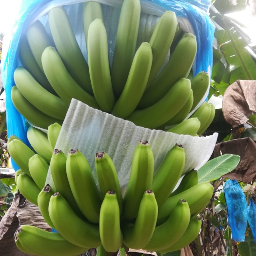 广西崇左龙州香蕉基地