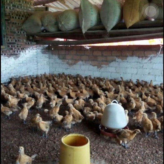 隆回县 青脚土鸡苗  脱温黄毛清脚土鸡