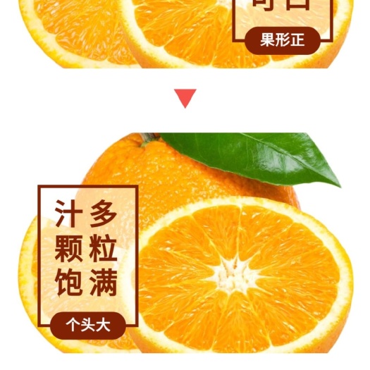 阳朔县 纽荷尔脐橙苗