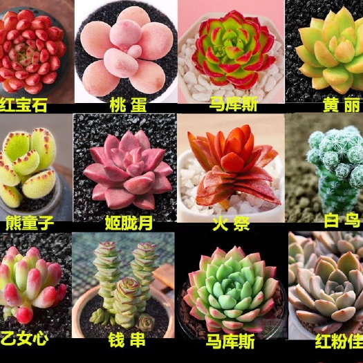 新沂市黄丽  精品多肉植物多肉组合多肉混装单品混搭生石花基地直发批