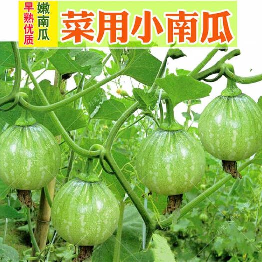 迷你小南瓜种子  一串铃早南瓜种子菜用小南瓜小青瓜西葫芦种籽早熟高产春夏秋季播