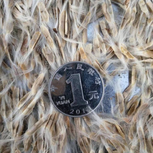 批发 梧桐树种子 梓树种子 颗粒饱满 量大优惠 实地看苗订