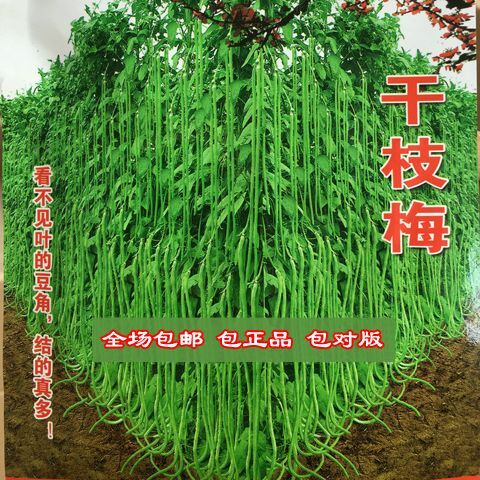 邵阳长青豆角种子 【长豇豆种子】蔬菜籽角豆姜豆挂豆角干枝梅1.2米春夏秋播特高