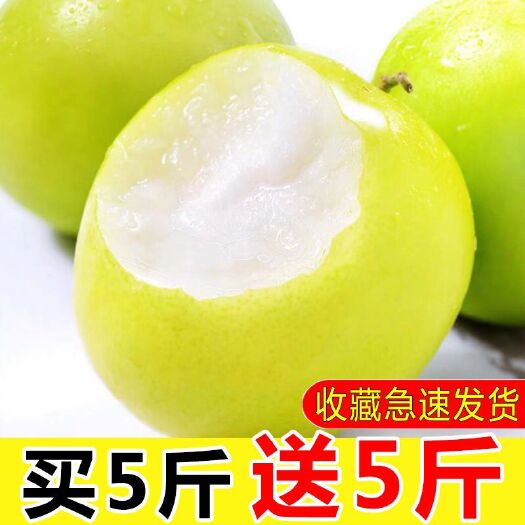 昆明 【现摘现发】脆甜大青枣牛奶枣新鲜青枣水果3/5斤一件代发