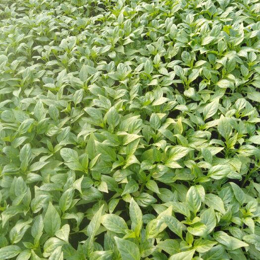 醴陵市线椒苗  百亩辣椒苗，茄子苗基地，全国发货，量大从优