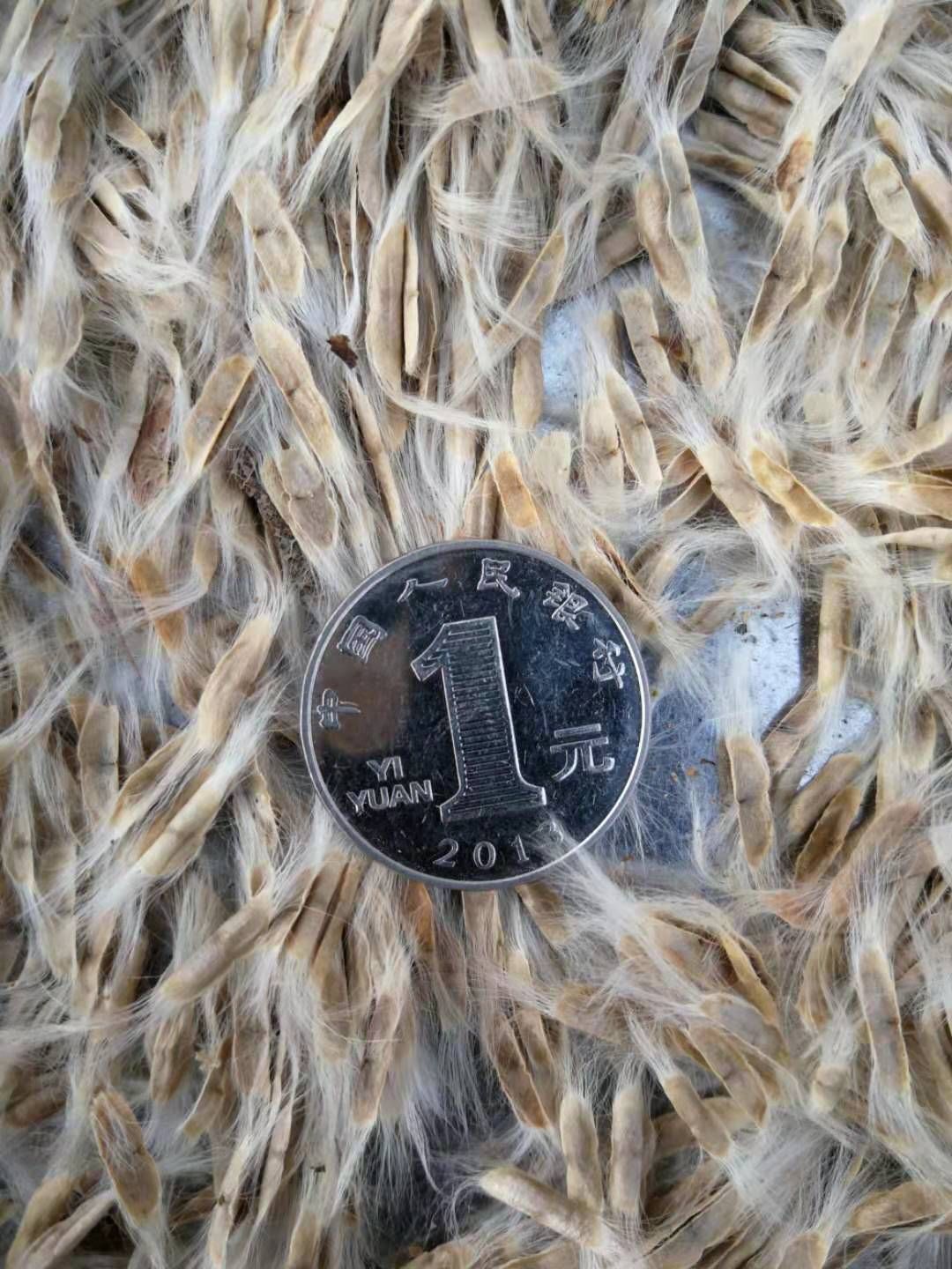 开原市 现种 梧桐树种子 东北楸树种子 纯度高杂质少 欢迎实地订购