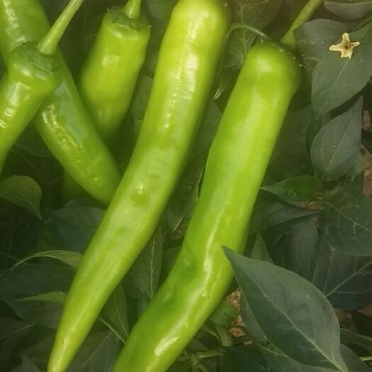 雷州市黄皮辣椒 供应代办黄皮尖椒