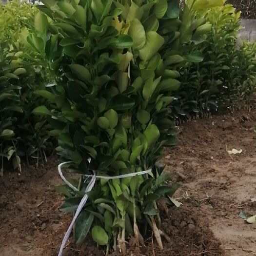 来凤县贡水白柚苗 低价处理1-3年白柚苗，无病虫害，根好，具体请看细节视频
