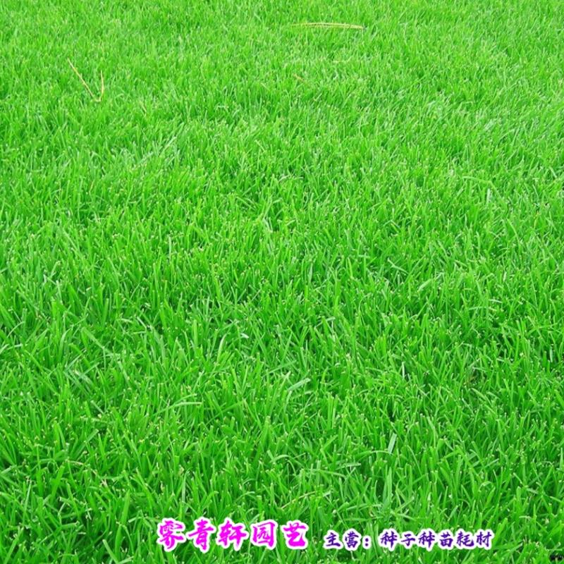沭阳县四季青草种子 四季青草坪种子混播草坪种子包邮