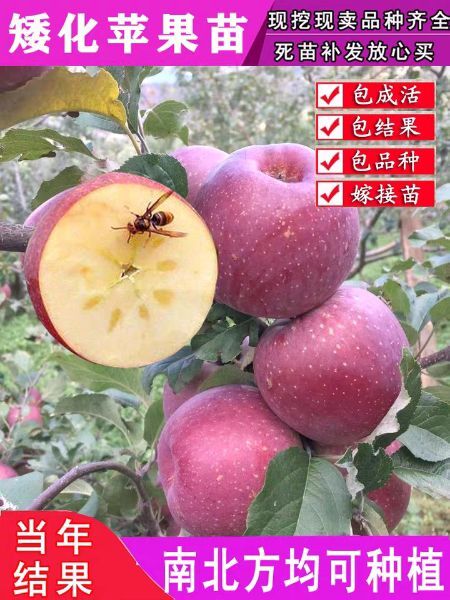 平邑县冰糖心苹果苗 苹果苗冰糖心甜苹果，嫁接苗基地直销现挖现卖南北方种植