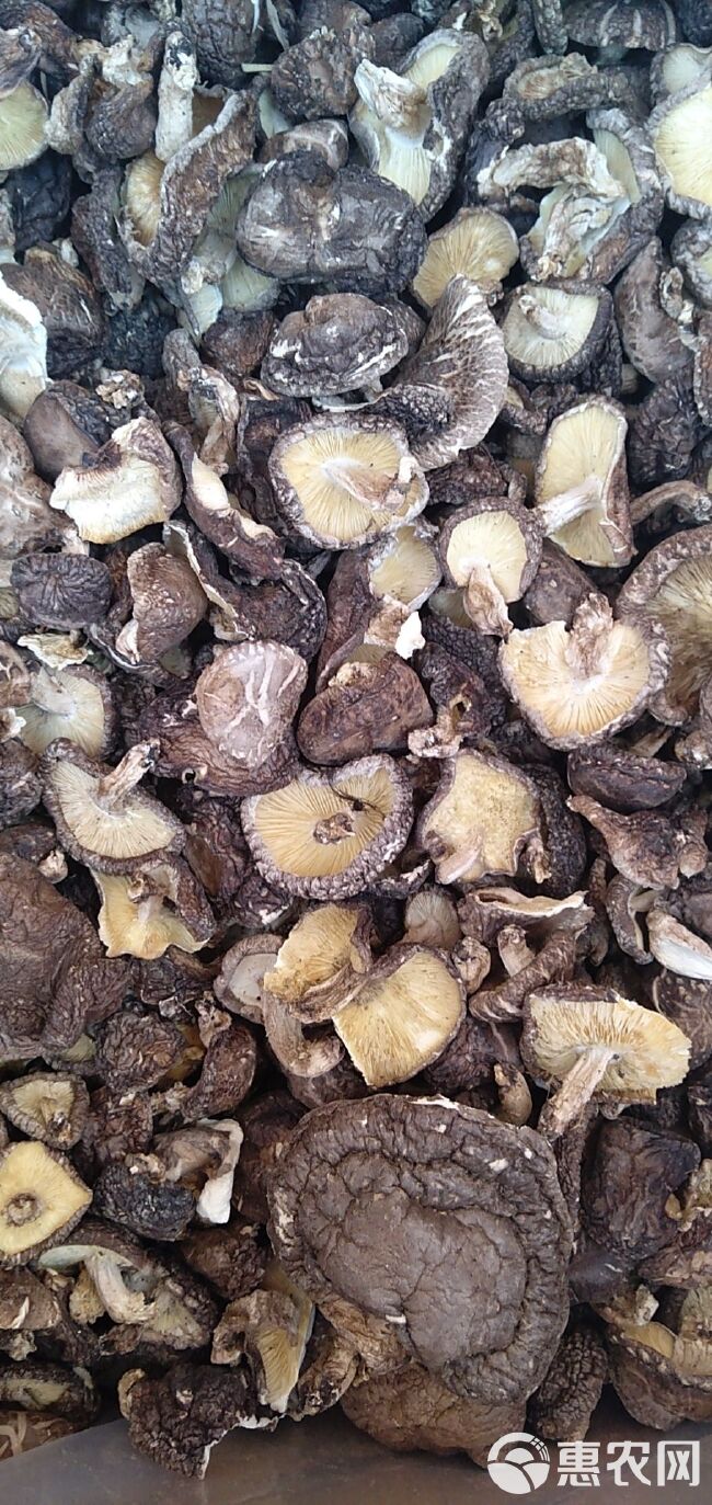 椴木菇  原木香菇原木菇干香菇高山椴木干香菇精选烤菇香味浓干