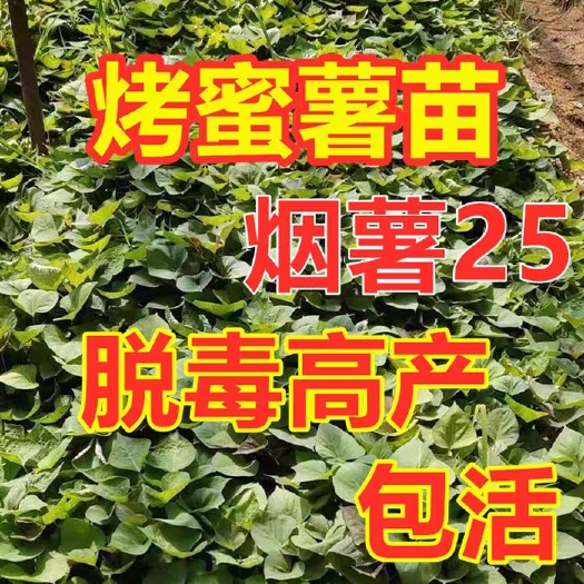 海阳市烟薯25大田高剪脱毒苗，高产抗病毒！