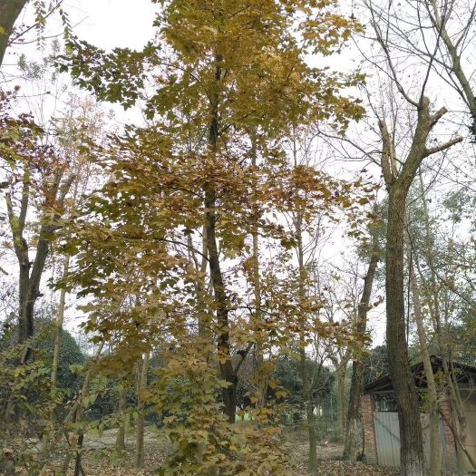 成都 枫香，枫香树，四川枫香树基地出售，成都枫香树批发价格