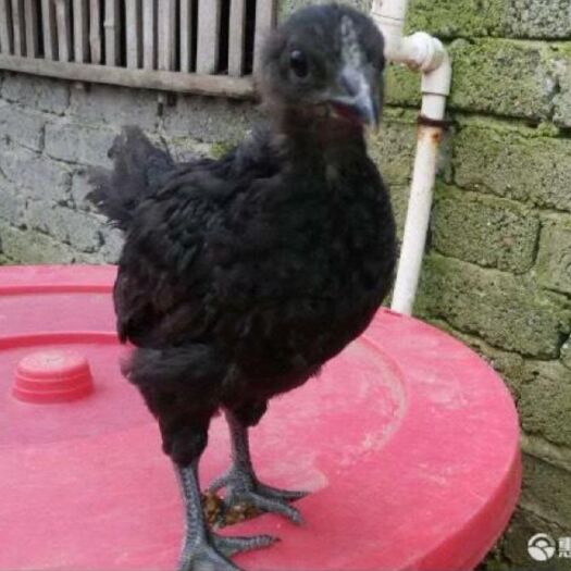 隆回县脱温五黑绿壳蛋鸡苗 脱温五黑高产绿壳蛋鸡