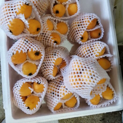 蒙自市 蒙自特产大枇杷