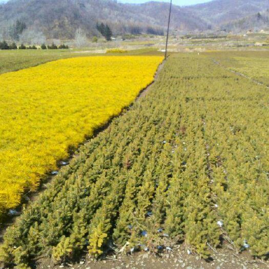 柳河县青杄 吉林省柳河县兴海苗圃