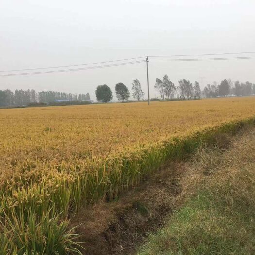 原阳县 正宗原阳黄金晴大米