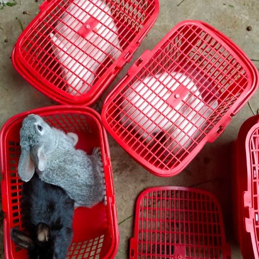 冕宁县 大肉兔，出售一批小崽，还剩三四十只，下面是种兔在10斤以上