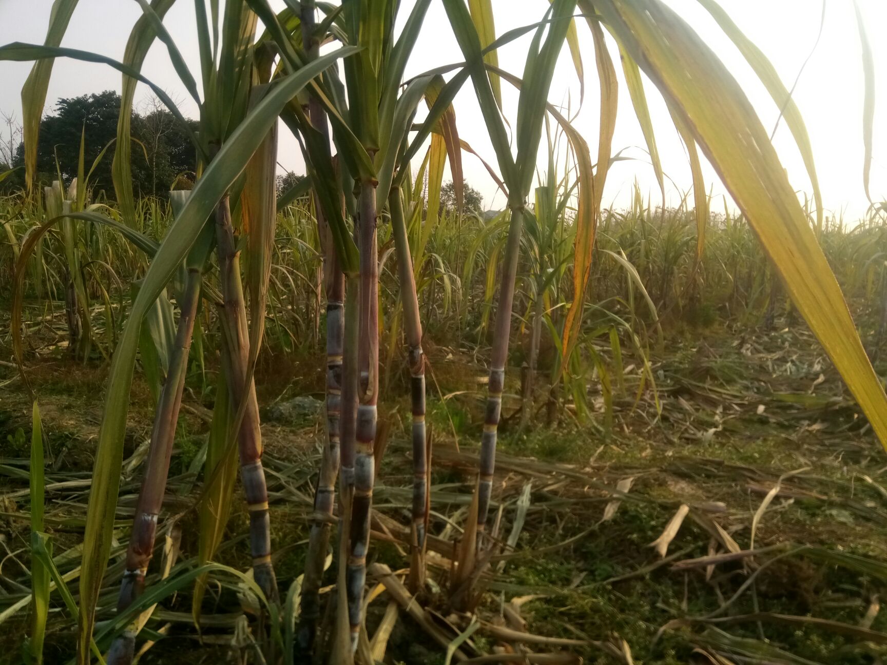 蔗尾青贮 甘蔗尾货清除饲料使用.