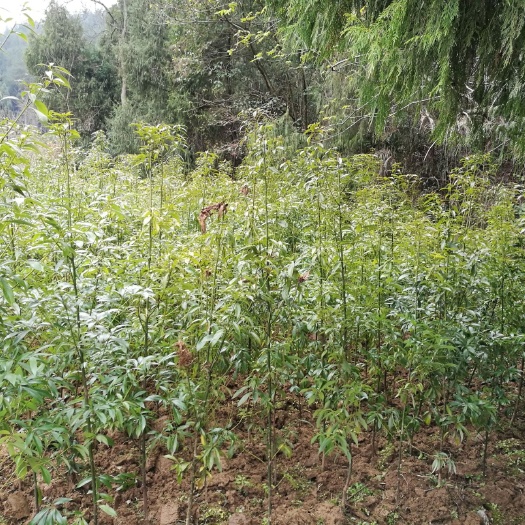 咸丰县金丝楠苗   供应米径5cm，高度3m以上金丝楠木苗