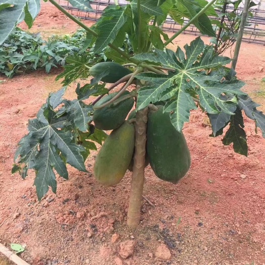 灵山县 红肉木瓜苗 大青木瓜苗 水果木瓜包邮到家 基地直供 品质保证