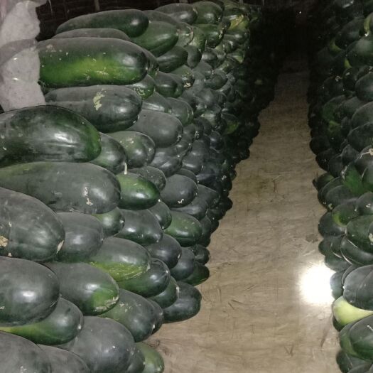 乌鲁木齐 冬诸精品冬瓜