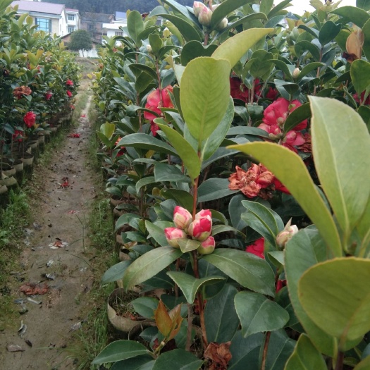 攸县 四季茶花