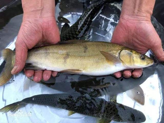 重庆市鲤鱼苗 专业养殖合作社，大水面养殖基地，支持技术专业鱼车服务，欢迎订