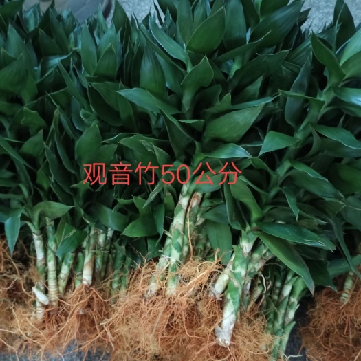 海口带根观音竹，每把5颗，一把6块钱，高50公分，200把起批