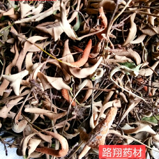 剑阁县石韦  四川小叶石韦