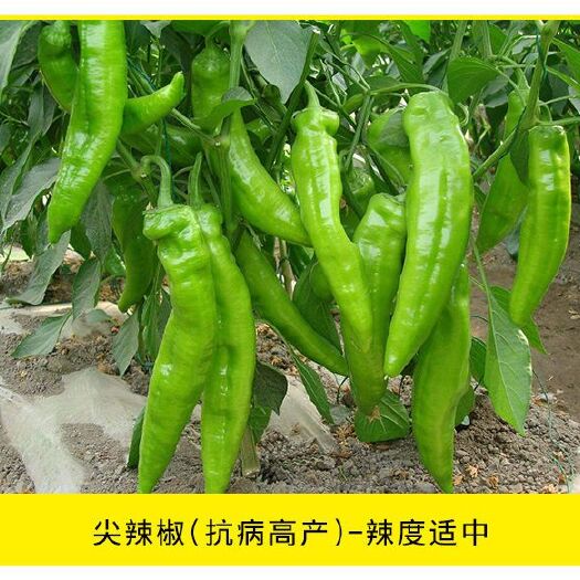 绥宁县辣椒苗，尖椒苗，湖南基地直供各种高产，优质的蔬菜苗
