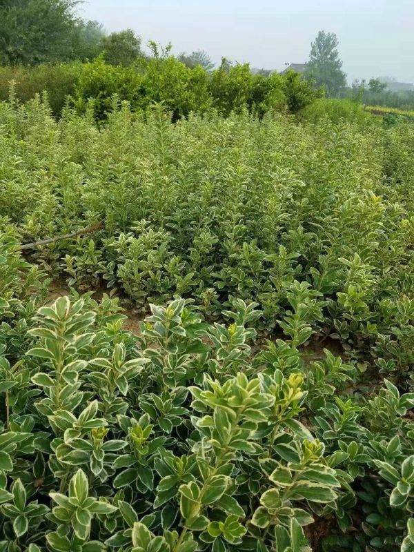 沭阳县 金边黄杨小苗价格优惠 种植基地大量销售中 常年批发供应