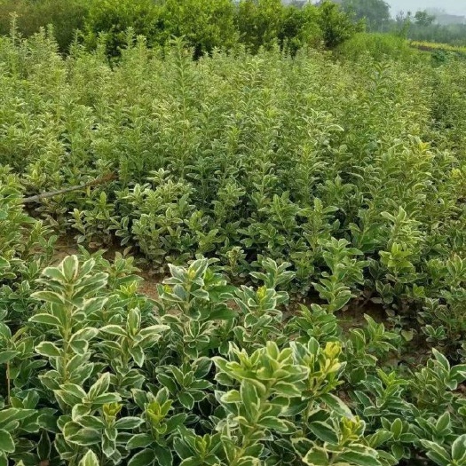沭阳县 金边黄杨小苗价格优惠 种植基地大量销售中 常年批发供应