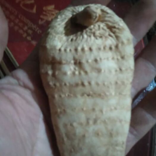 丹凤县 商洛丹凤冬天麻干货