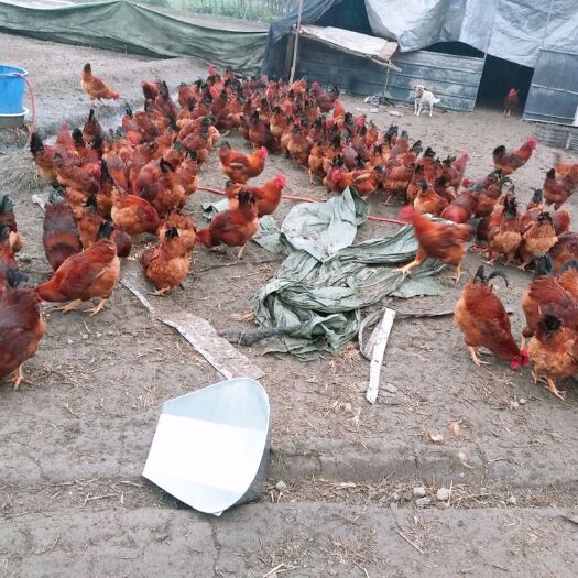 成都 散养土鸡