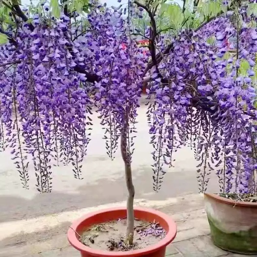  紫藤花树苗爬藤植物庭院围墙四季开花盆栽花苗绿植花卉藤蔓紫藤萝